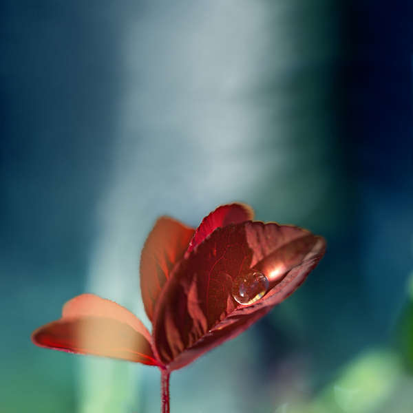  : Flora : visual meanderings by vt fine art photography