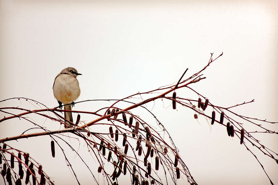  : Birds, Butterflies & Bugs : visual meanderings by vt fine art photography