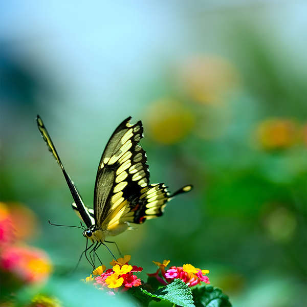  : Birds, Butterflies & Bugs : visual meanderings by vt fine art photography