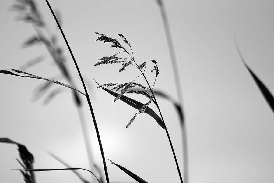  : Nature in Black and White : visual meanderings by vt fine art photography