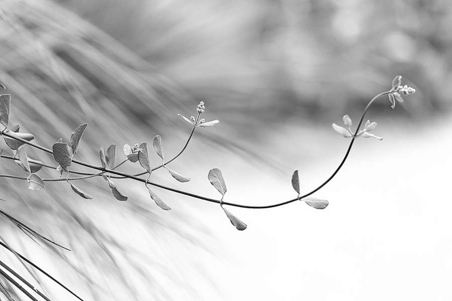  : Nature in Black and White : visual meanderings by vt fine art photography